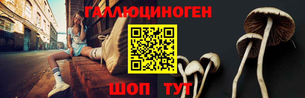 Прохладный  Галлюциногенные грибы Psilocybine cubensis  купить закладку  Галлюциногенные грибы GOLDEN TEACHER  Вход с VPN 